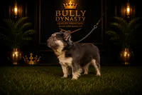 Yogi Bear, a male French Bulldog for sale in Chiefland, FL – 1 of 3