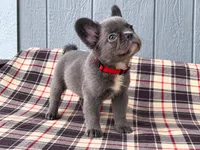 Fluffy Frenchie Red, a male French Bulldog for sale in Chiefland, FL – 3 of 3