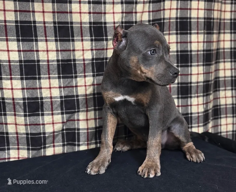 American Bully Blue – American Bully puppy for sale in Chiefland, FL