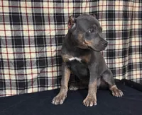 American Bully Blue, a male American Bully for sale in Chiefland, FL – 1 of 4