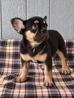 Tri Fluffy Frenchie , a male French Bulldog for sale in Chiefland, FL – 3 of 3
