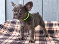 Frenchie Green , a male French Bulldog for sale in Chiefland, FL – 1 of 3