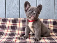 Fluffy Frenchie Red, a male French Bulldog for sale in Chiefland, FL – 1 of 3