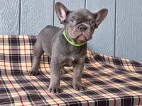 Frenchie Green , a male French Bulldog for sale in Chiefland, FL – 3 of 3