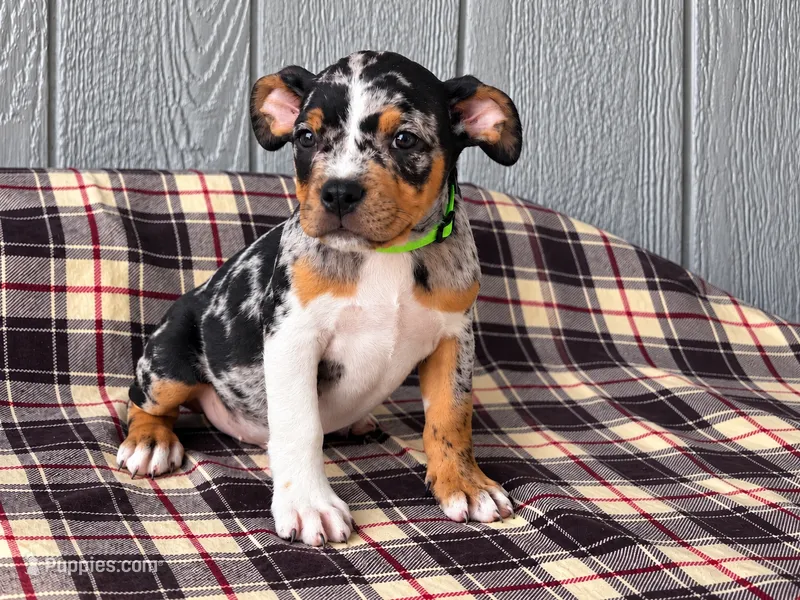 Bully pup for sale  – American Bully puppy for sale in Chiefland, FL