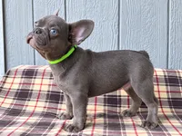 Frenchie Green , a male French Bulldog for sale in Chiefland, FL – 2 of 3