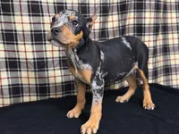 American Bully Yellow, a male American Bully for sale in Chiefland, FL – 1 of 4