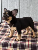 Tri Fluffy Frenchie , a male French Bulldog for sale in Chiefland, FL – 2 of 3