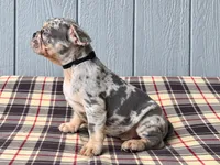 Frenchei Merle Black, a male French Bulldog for sale in Chiefland, FL – 2 of 2