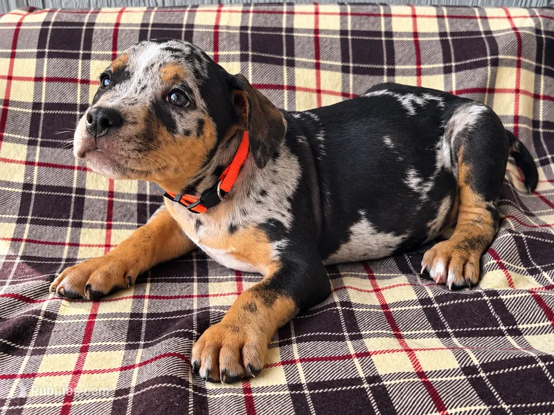 American Bully Red  – American Bully puppy for sale in Chiefland, FL