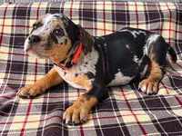 American Bully Red , a male American Bully for sale in Chiefland, FL – 1 of 2