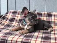 Frenchie Blue, a male French Bulldog for sale in Chiefland, FL – 3 of 3