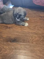 Little Bear, a male Lhasa Apso for sale in Mattoon, IL – 3 of 4