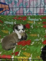 Teardrop, a female Lhasa Apso for sale in Mattoon, IL – 3 of 5