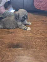 Little Bear, a male Lhasa Apso for sale in Mattoon, IL – 4 of 4