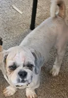 Kingsley, a male Lhasa Apso for sale in Mattoon, IL – 1 of 2