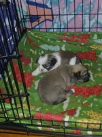 Teardrop, a female Lhasa Apso for sale in Mattoon, IL – 5 of 5