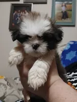 Teardrop, a female Lhasa Apso for sale in Mattoon, IL – 2 of 5
