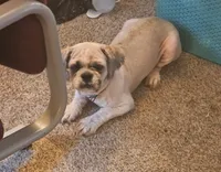 Kingsley, a male Lhasa Apso for sale in Mattoon, IL – 2 of 2