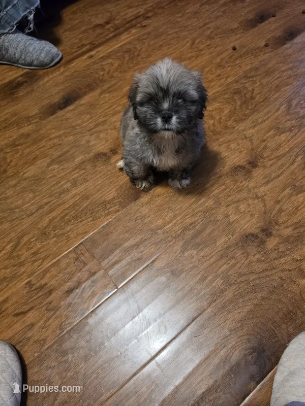 Little Bear – Lhasa Apso puppy for sale in Mattoon, IL