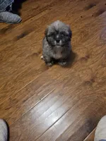 Little Bear, a male Lhasa Apso for sale in Mattoon, IL – 1 of 4