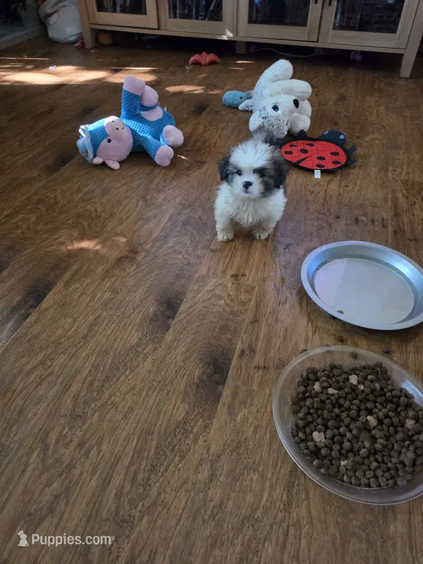 Teardrop – Lhasa Apso puppy for sale in Mattoon, IL