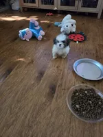 Teardrop, a female Lhasa Apso for sale in Mattoon, IL – 1 of 5