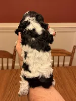 Blue Roan Male, a female Cocker Spaniel for sale in Bishop, GA – Photo 2 of 3