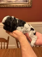 Blue Roan Male, a female Cocker Spaniel for sale in Bishop, GA – Photo 3 of 3