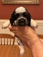 Blue Roan Male, a female Cocker Spaniel for sale in Bishop, GA – Photo 1 of 3