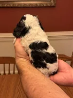 Black and White Parti Male, a female Cocker Spaniel for sale in Bishop, GA – Photo 3 of 3