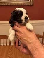 Black and White Parti Male, a female Cocker Spaniel for sale in Bishop, GA – Photo 2 of 3