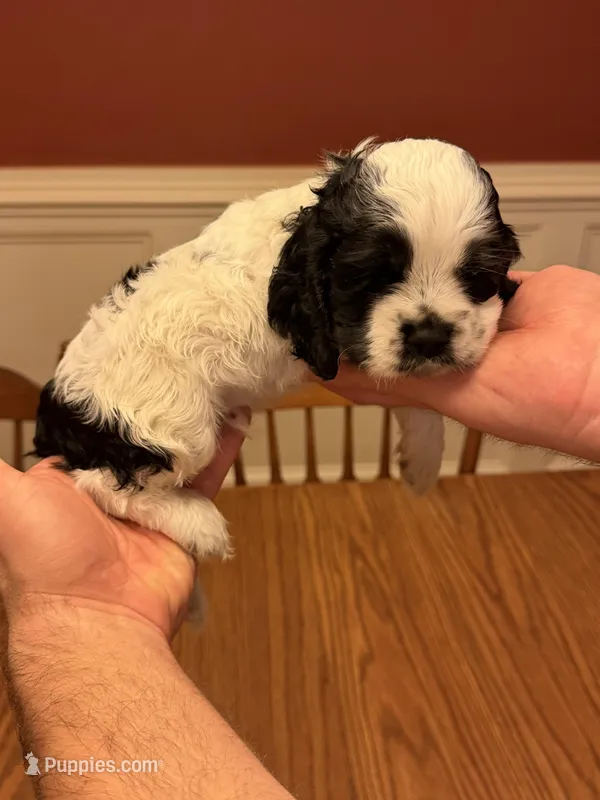 Black and White Parti Male