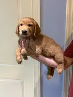 Blue Male Golden Retriever, a male Golden Retriever for sale in Bishop, GA – 2 of 2