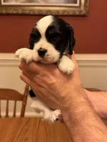 Black and White Parti Female, a female Cocker Spaniel for sale in Bishop, GA – Photo 1 of 3