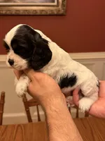 Black and White Parti Female, a female Cocker Spaniel for sale in Bishop, GA – Photo 2 of 3