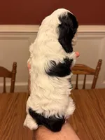 Black and White Parti Female, a female Cocker Spaniel for sale in Bishop, GA – Photo 3 of 3