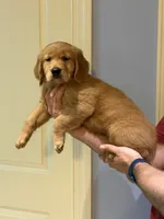 Green AKC Golden Retreiver, a male Golden Retriever for sale in Bishop, GA – 2 of 2
