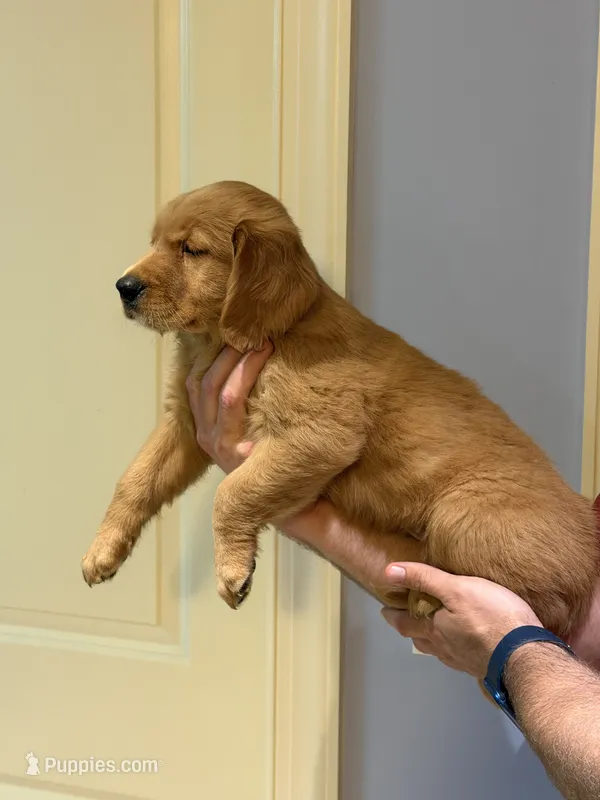 Green AKC Golden Retreiver – Golden Retriever puppy for sale in Bishop, GA