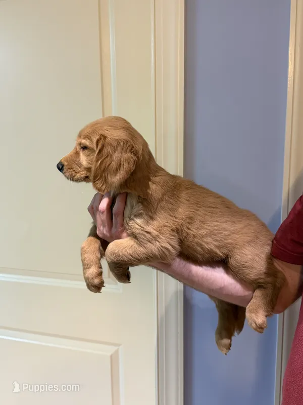 Blue Male Golden Retriever – Golden Retriever puppy for sale in Bishop, GA