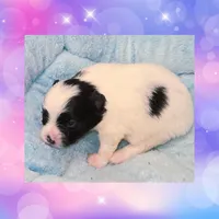AKC PIEBALD, a female Pomeranian for sale in Kingman, AZ – Photo 1 of 2