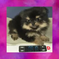 AKC SUGAR GIRL (PENDING), a female Pomeranian for sale in Kingman, AZ – 2 of 4