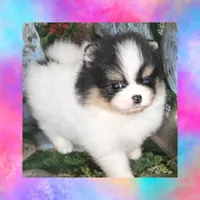 AKC TRIBECCA PARTI , a female Pomeranian for sale in Kingman, AZ – 1 of 5