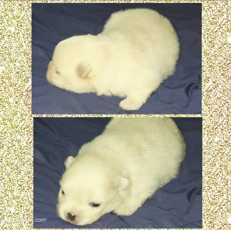 AKC CREAM – Pomeranian puppy for sale in Kingman, AZ