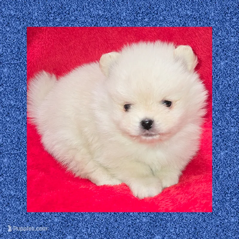 AKC CREAM – Pomeranian puppy for sale in Kingman, AZ