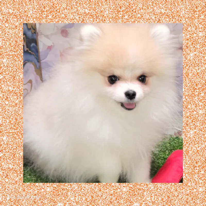 AKC SHORTNIN BREAD  – Pomeranian puppy for sale in Kingman, AZ