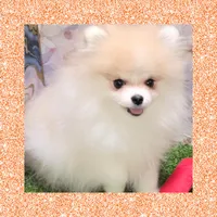 AKC SHORTNIN BREAD , a female Pomeranian for sale in Kingman, AZ – Photo 1 of 2