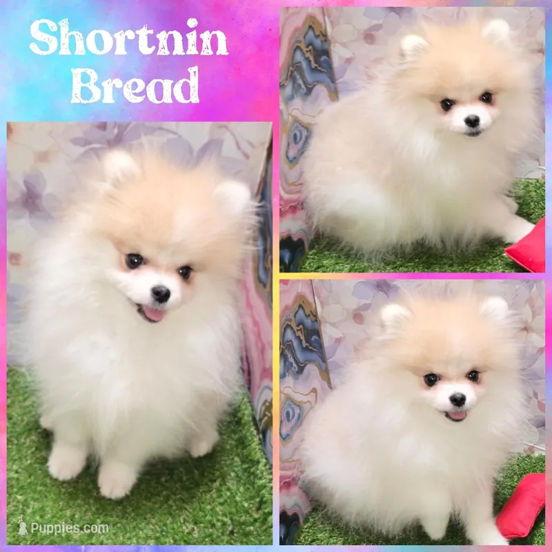AKC SHORTNIN BREAD  – Pomeranian puppy for sale in Kingman, AZ