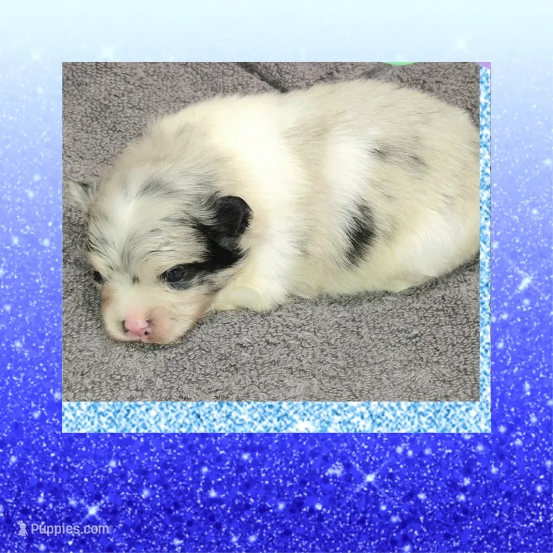 AKC MERLE PARTI  – Pomeranian puppy for sale in Kingman, AZ