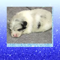 AKC GRUMPY MERLE, a male Pomeranian for sale in Kingman, AZ – 4 of 6